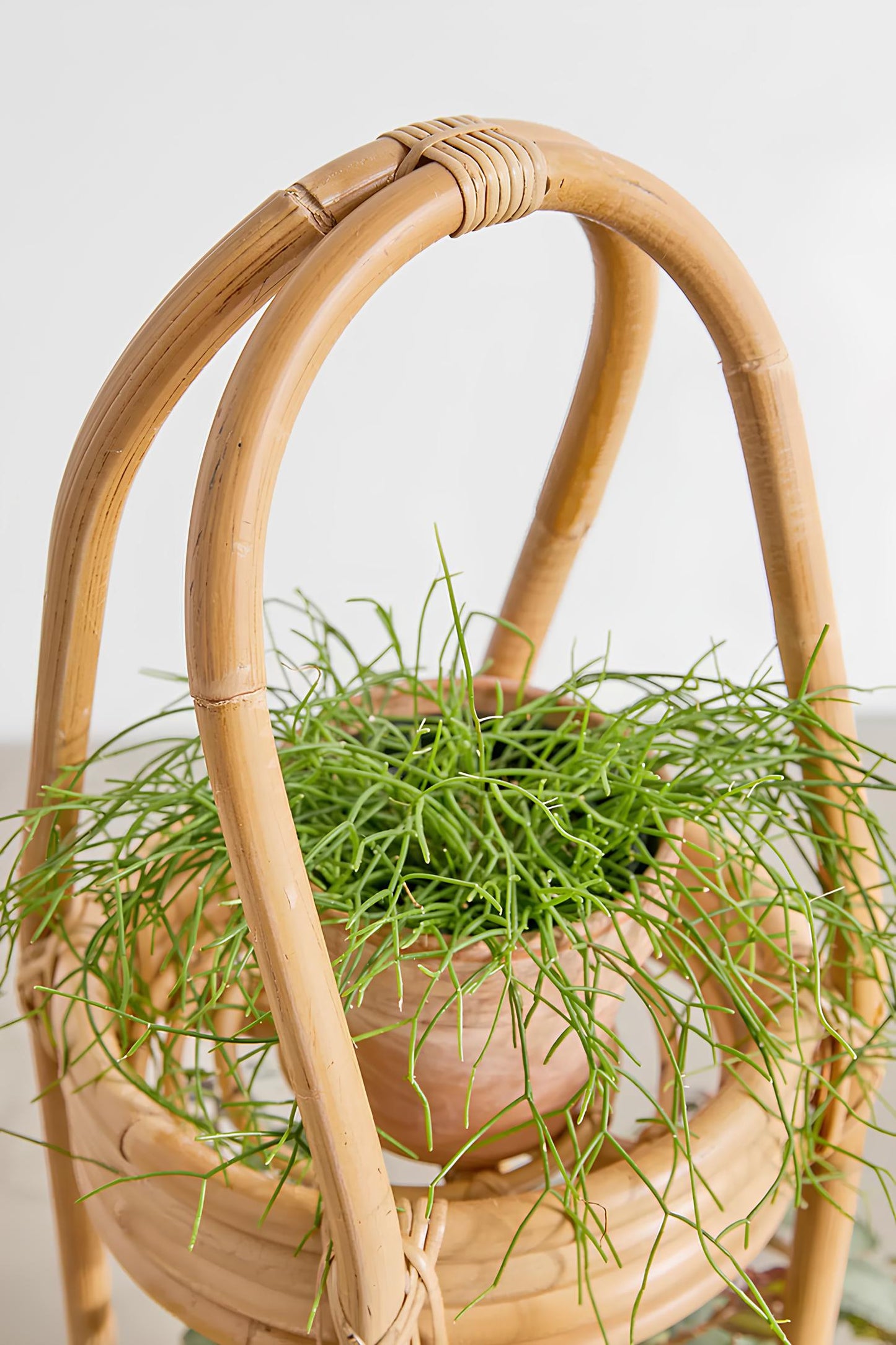 Rattan Plant Pots | Cane Flower Pots | Bamboo Planters - Kaia - Akway