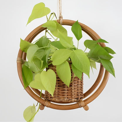 Rattan Hanging Plant Pots | Cane Hanging Flower Pots | Bamboo Hanging Planters - Ishita - Akway