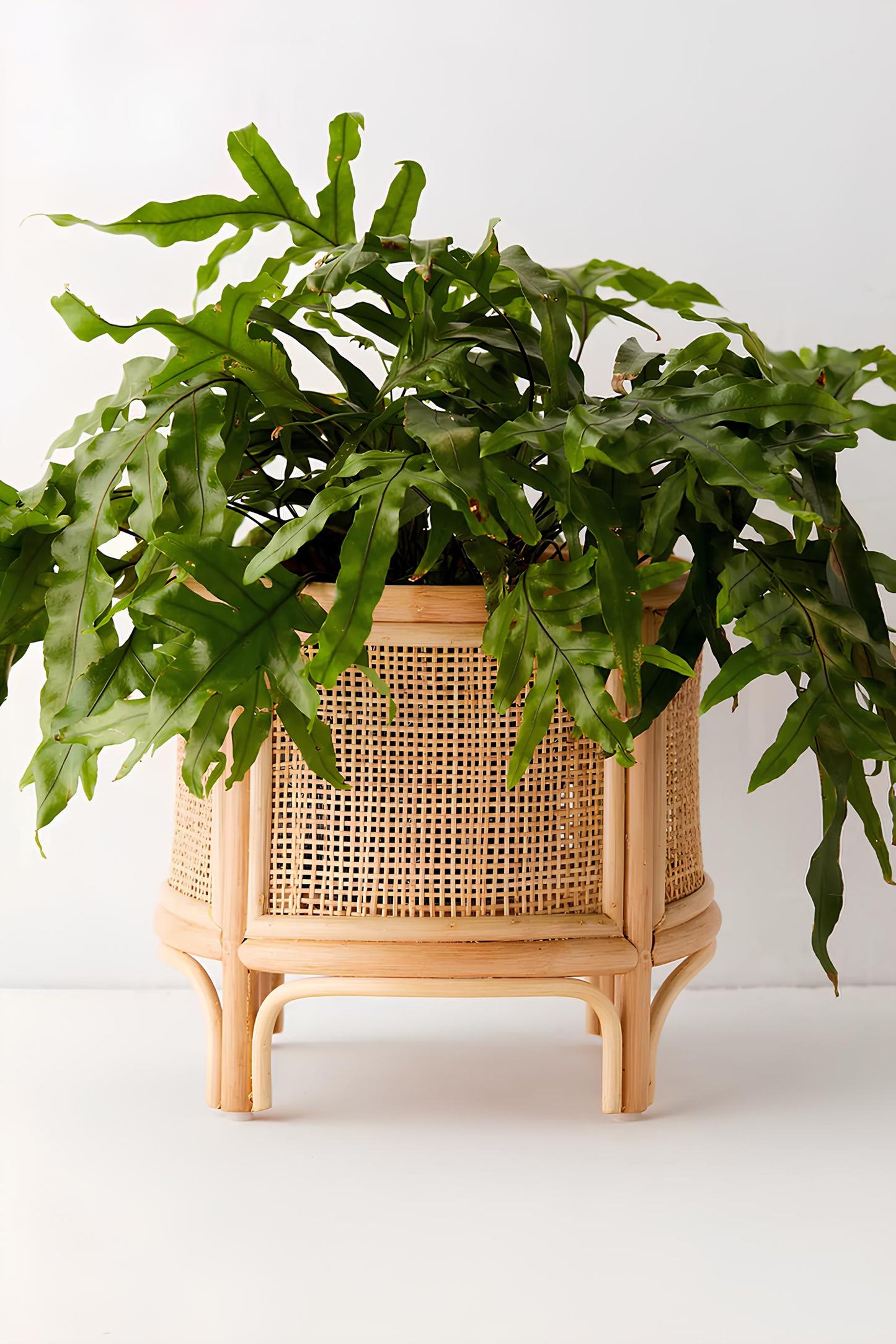 Rattan Plant Pot | Cane Flower Pot | Bamboo Planters - Anala - Akway