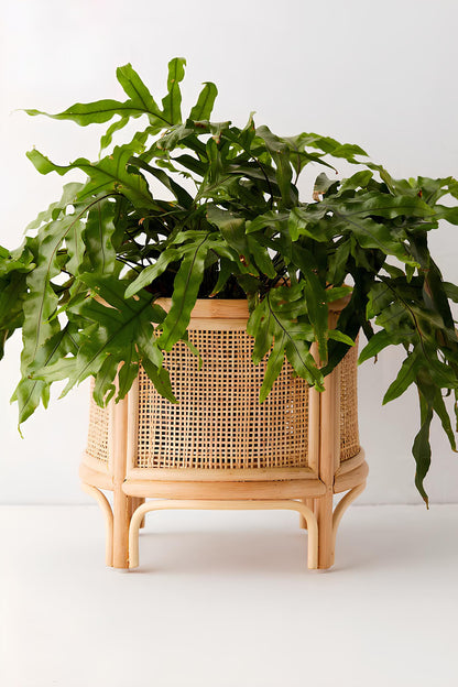 Rattan Plant Pot | Cane Flower Pot | Bamboo Planters - Anala - Akway